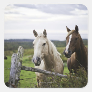 Pegatina Cuadrada Dos caballos se encuentran cerca de la valla en el