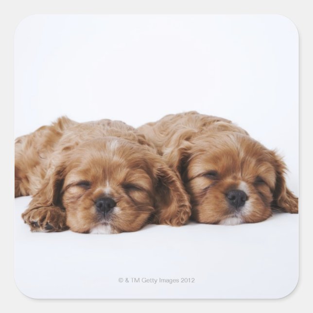 Pegatina Cuadrada Dos cachorros Cavalier King Charles Spaniel (Anverso)