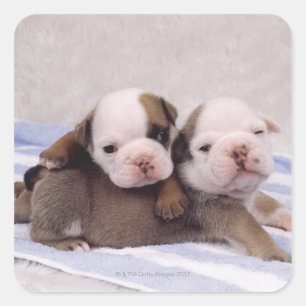 Pegatina Cuadrada Dos cachorros de bulldog sobre la toalla