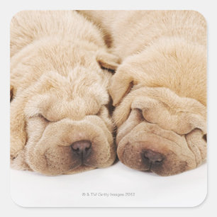 Pegatina Cuadrada Dos cachorros de Shar Pei durmiendo