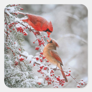 Pegatina Cuadrada Dos cardenales con bayas rojas en invierno