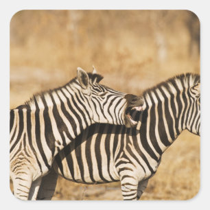 Pegatina Cuadrada Dos cebras paradas en la hierba
