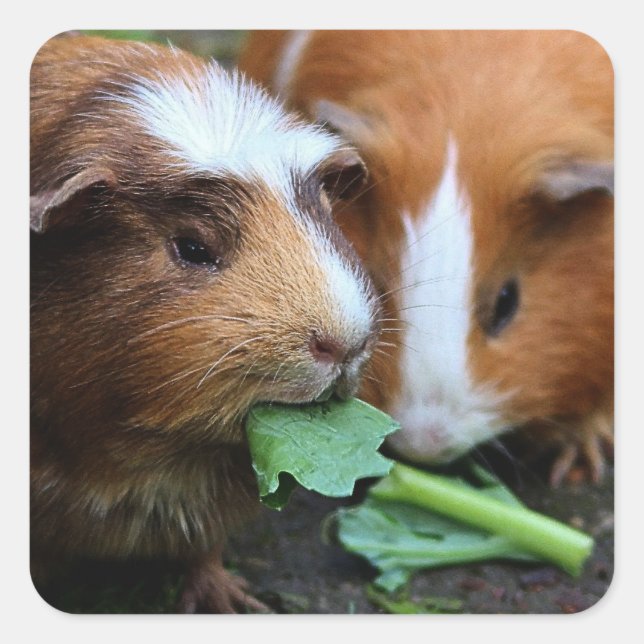Pegatina Cuadrada Dos cerdos guineanos cutáneos comiendo verduras (Anverso)