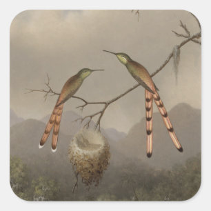 Pegatina Cuadrada Dos colibríes con sus jóvenes