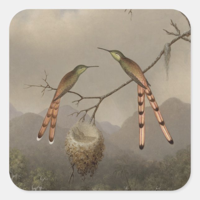 Pegatina Cuadrada Dos colibríes con sus jóvenes (Anverso)