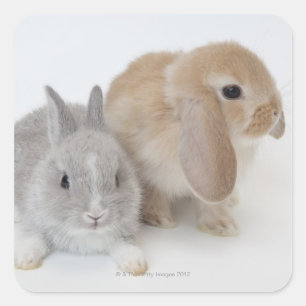 Pegatina Cuadrada Dos conejos. Enano Holandés y Holland Lop.