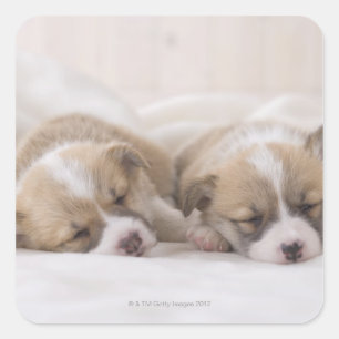 Pegatina Cuadrada Dos corgi galeses durmiendo
