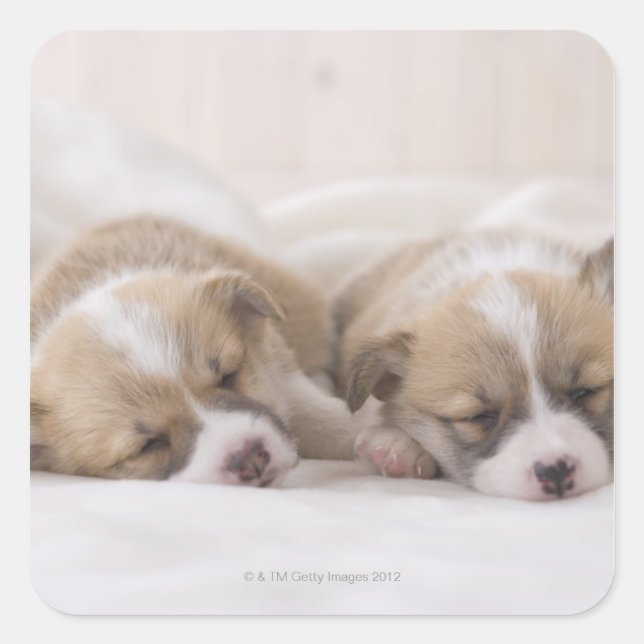 Pegatina Cuadrada Dos corgi galeses durmiendo (Anverso)
