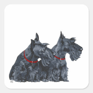 Pegatina Cuadrada Dos curiosos terriers escoceses