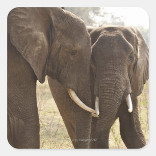 Pegatina Cuadrada Dos elefantes africanos de Bush (Loxodonta African