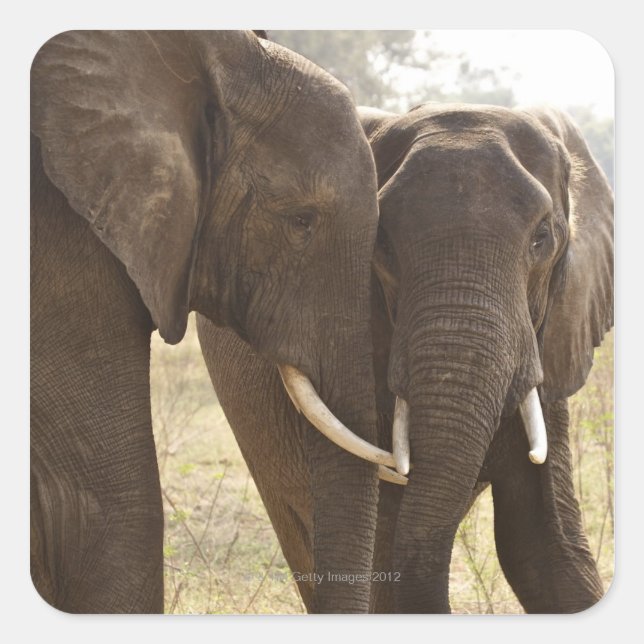 Pegatina Cuadrada Dos elefantes africanos de Bush (Loxodonta African (Anverso)