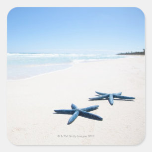 Pegatina Cuadrada Dos estrellas de mar azules al borde del agua en e