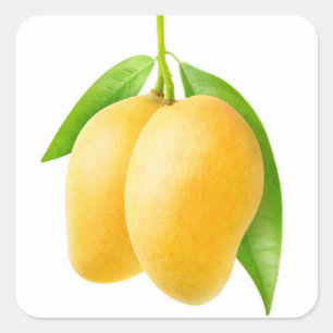 Pegatina Cuadrada Dos frutos amarillos de mango