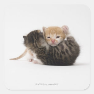 Pegatina Cuadrada Dos gatitos acurrucados en un fondo blanco