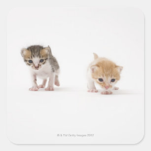 Pegatina Cuadrada Dos gatitos con fondo blanco