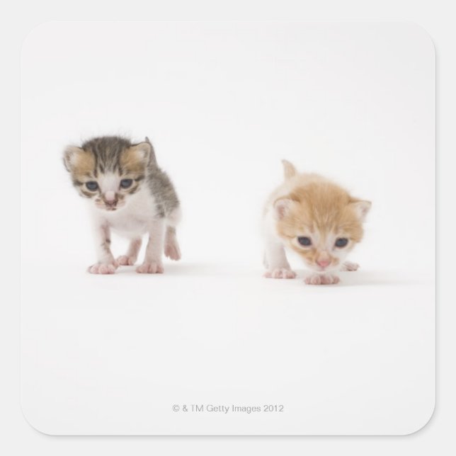 Pegatina Cuadrada Dos gatitos con fondo blanco (Anverso)
