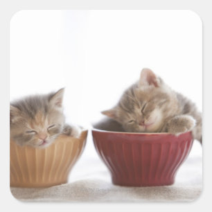 Pegatina Cuadrada Dos gatitos durmiendo en los bolos