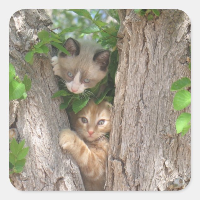 Pegatina Cuadrada Dos gatitos en un árbol (Anverso)