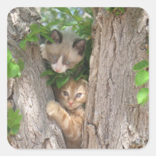 Pegatina Cuadrada Dos gatitos en un árbol
