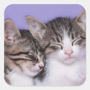Pegatina Cuadrada Dos gatitos lindos Napping