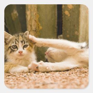 Pegatina Cuadrada Dos gatitos, Marruecos