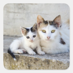 Pegatina Cuadrada Dos gatos en escalones de piedra