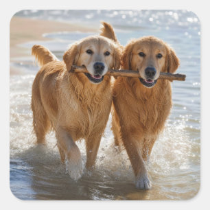 Pegatina Cuadrada Dos Golden Retrievers llevando un palo