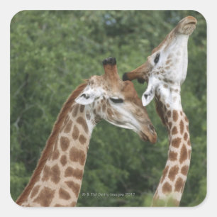 Pegatina Cuadrada Dos jirafas (camelopardalis de Giraffa) que cuelga