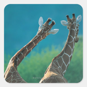 Pegatina Cuadrada Dos jirafas (camelopardalis Giraffa)