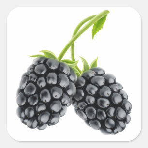 Pegatina Cuadrada Dos moras en el tallo largo