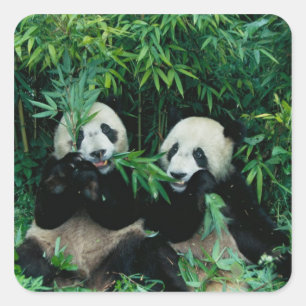 Pegatina Cuadrada Dos pandas comiendo bambú juntos, Wolong