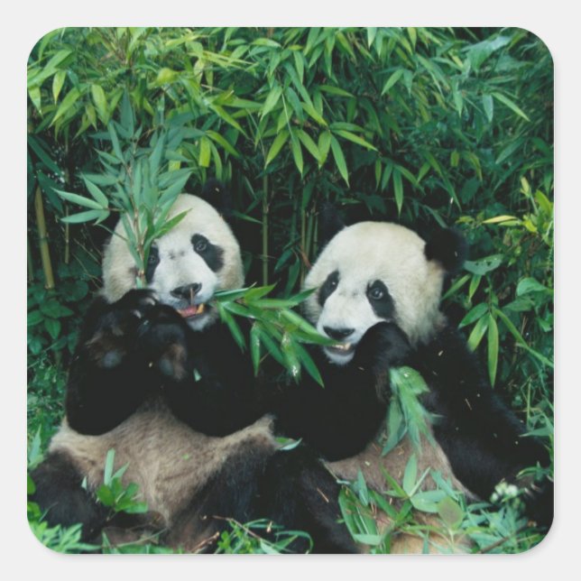 Pegatina Cuadrada Dos pandas comiendo bambú juntos, Wolong (Anverso)