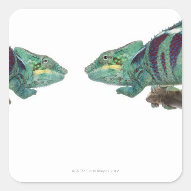 Pegatina Cuadrada Dos Panther Chameleons Nosy Be (Furcifer) (Anverso)