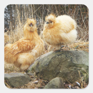 Pegatina Cuadrada Dos Pegatinas de pollo con silicona