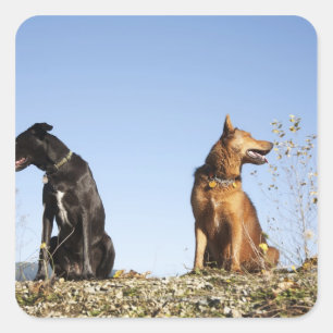 Pegatina Cuadrada Dos perros jóvenes mirando en direcciones opuestas