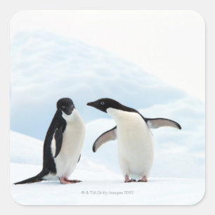 Pegatina Cuadrada Dos pingüinos de Adelie sentados sobre una capa de