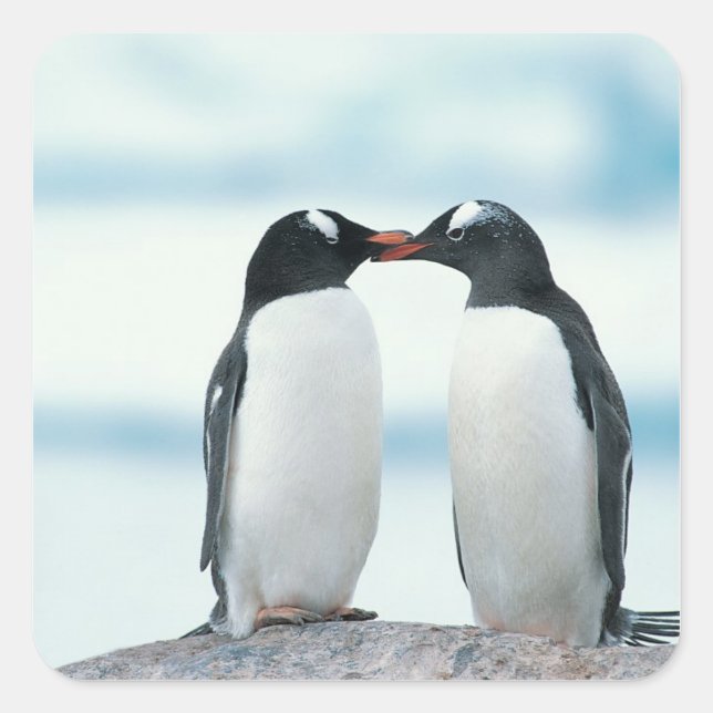 Pegatina Cuadrada Dos pingüinos tocando picos (Anverso)