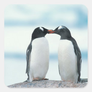 Pegatina Cuadrada Dos pingüinos tocando picos