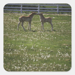 Pegatina Cuadrada Dos potros en campo