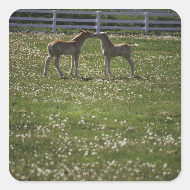 Pegatina Cuadrada Dos puntos en el campo (Anverso)