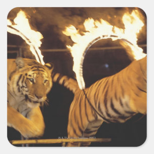 Pegatina Cuadrada Dos tigres saltando a través de ardientes ardiente