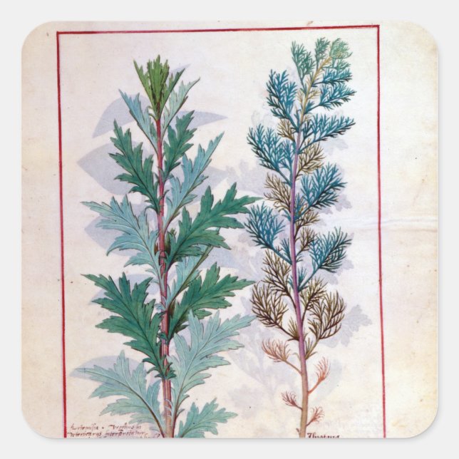 Pegatina Cuadrada Dos variedades de Artemesia (Anverso)