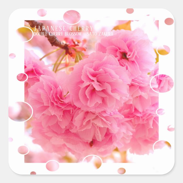 Pegatina Cuadrada Double Cherry Blossom: Sato-zakura (Anverso)