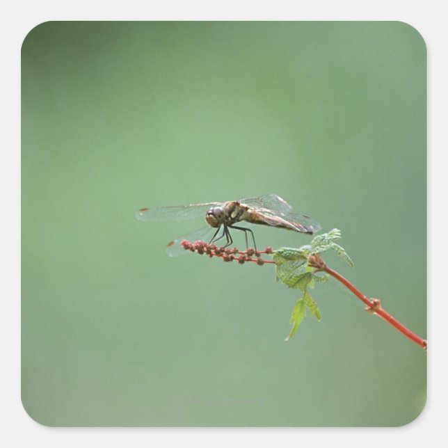 Pegatina Cuadrada Dragón 6 (Anverso)