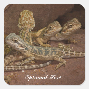 Pegatina Cuadrada Dragón con barba de bebé personalizado Lizard Jigs