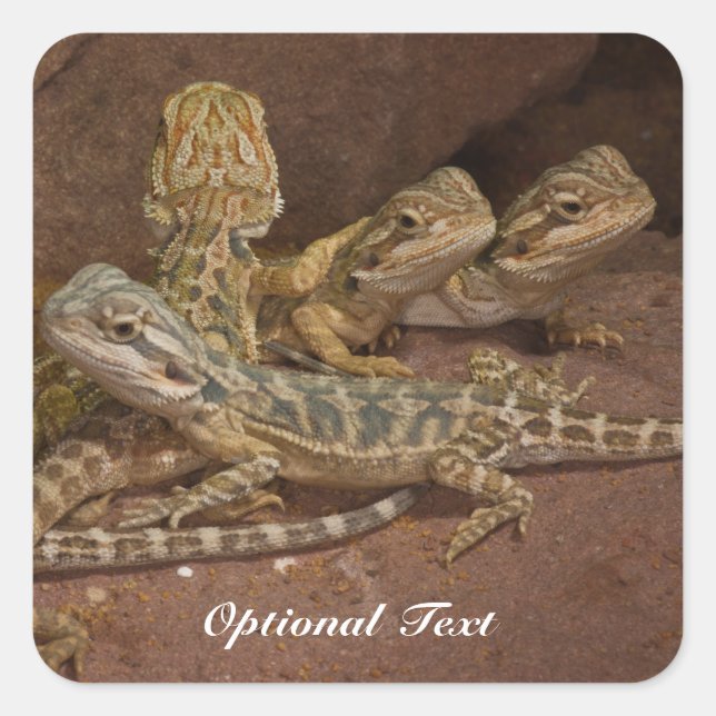 Pegatina Cuadrada Dragón con barba de bebé personalizado Lizard Jigs (Anverso)