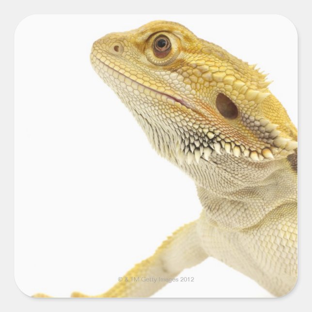 Pegatina Cuadrada dragón con barba (Pogona Vitticeps) (Anverso)