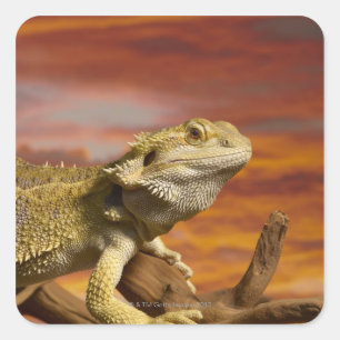 Pegatina Cuadrada dragón con barba (Pogona Vitticeps) en la rama,