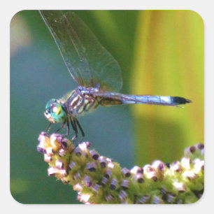 Pegatina Cuadrada Dragón de ojos verde azulados