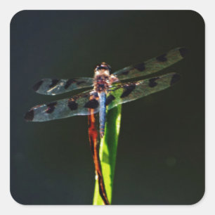 Pegatina Cuadrada Dragonfly azul y negro sobre hierba verde y roja